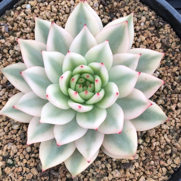 各类东云锦系列品种