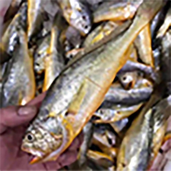 渤海湾野生深海捕捞新鲜黄花鱼鲜活速冻顺丰包邮