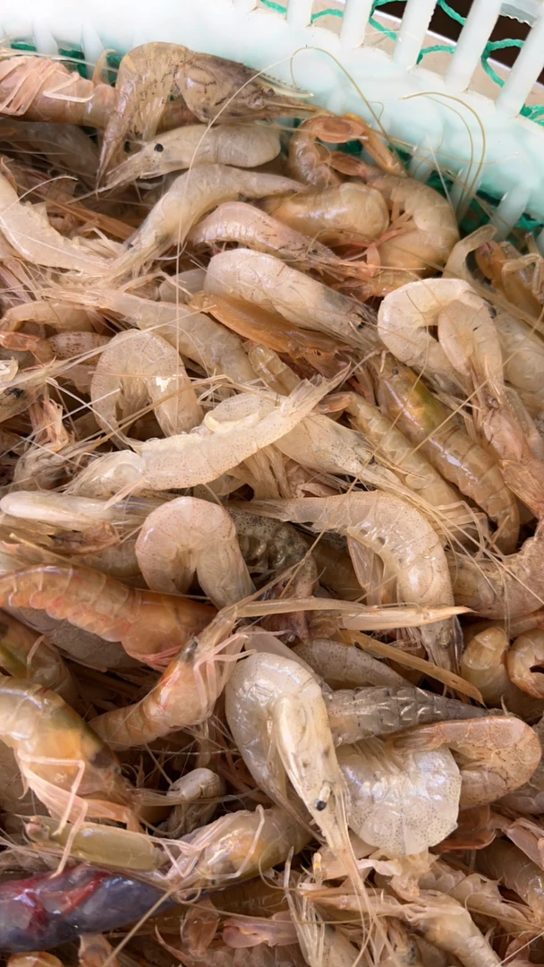 渤海湾新鲜纯嘎巴虾小夹板虾（很小的虾 介意大小的别拍）