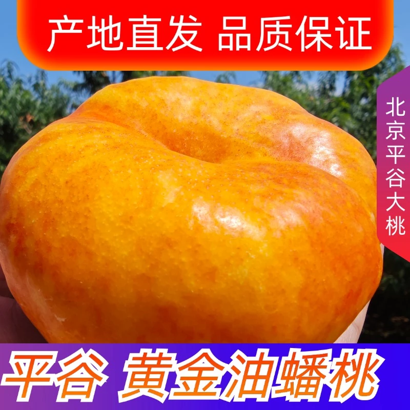 北京平谷黄油蟠桃/硬吃脆甜/放软爆甜多汁/精美礼盒/顺丰快递