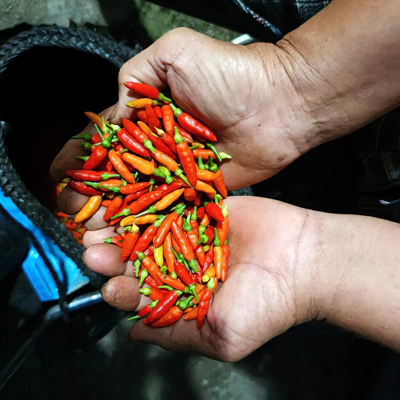 新鲜现摘海南小米椒手指小辣椒薄皮超辣脆特辣五彩泡椒辣椒苗500g