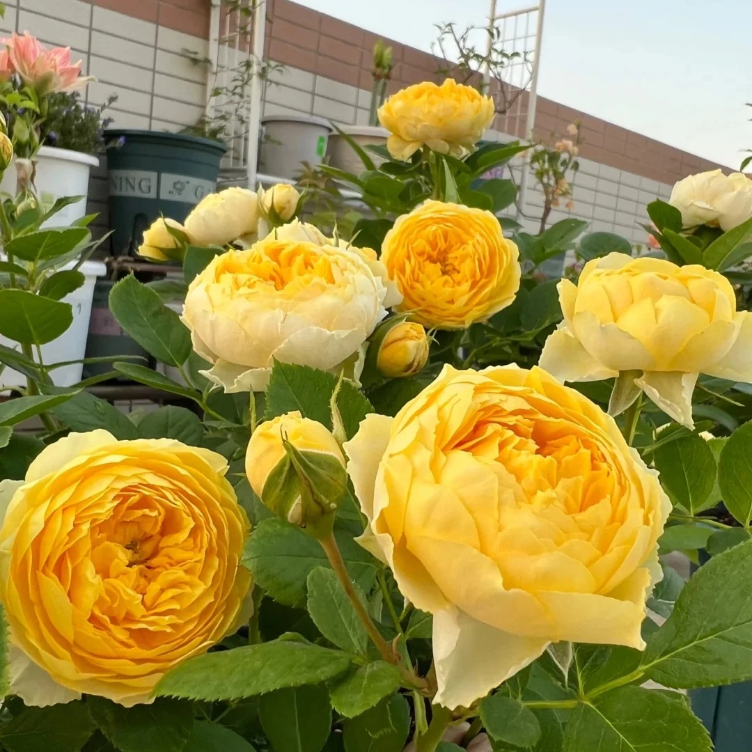 【大盆金丝鹊】月季花苗多季节开花抗病勤花