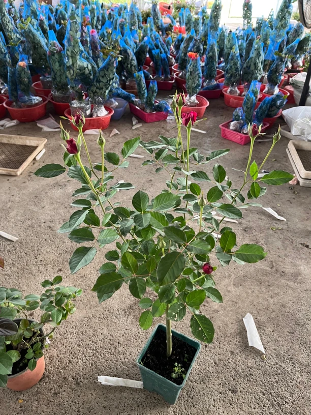【多彩】多季节棒棒糖