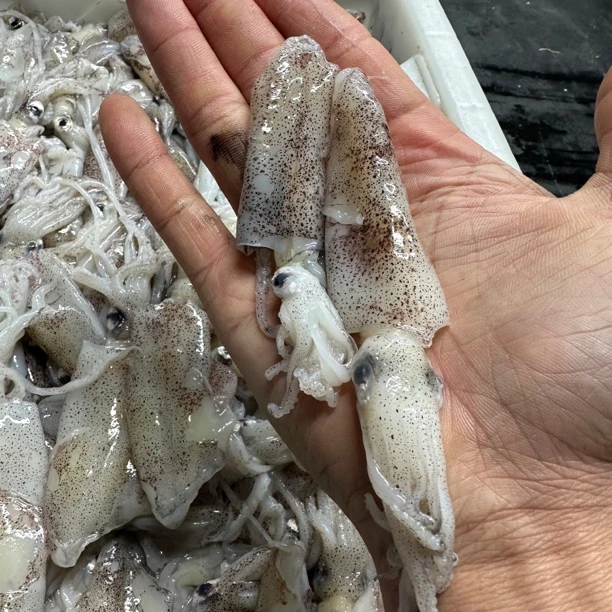 大连本地小笔管鱼/海兔大小混装4斤装 个别有沙子顺丰包邮