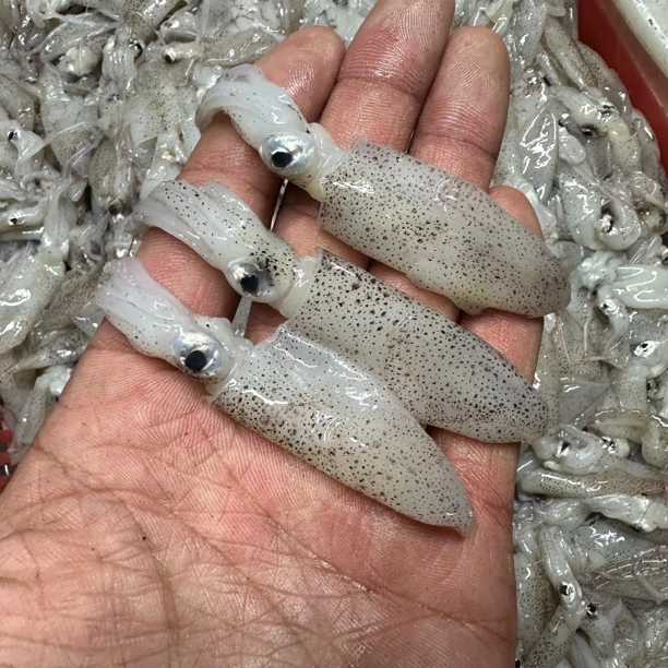 大连野生海捕小海兔（海兔）小船海兔 冰鲜 速冻 发货顺丰包邮