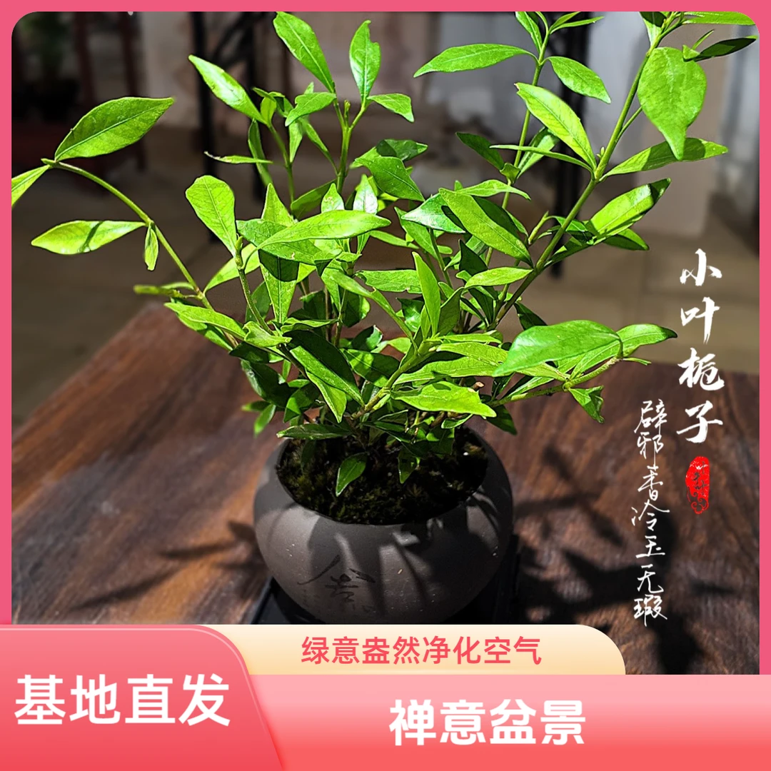 【顺丰发货】【基地直发】小叶栀子花绿植盆栽禅意盆景净化空气花