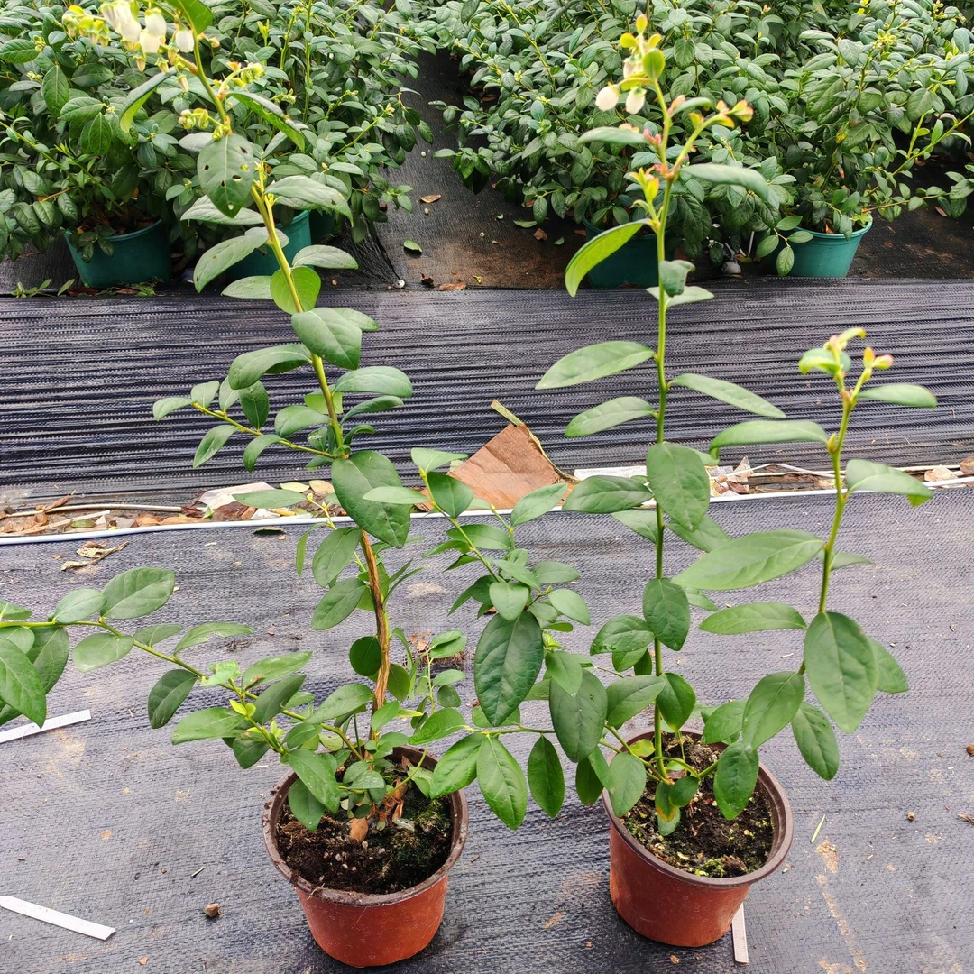 夕飞F6蓝莓（一年苗）原盆原土盆栽地栽带花苞带果发货