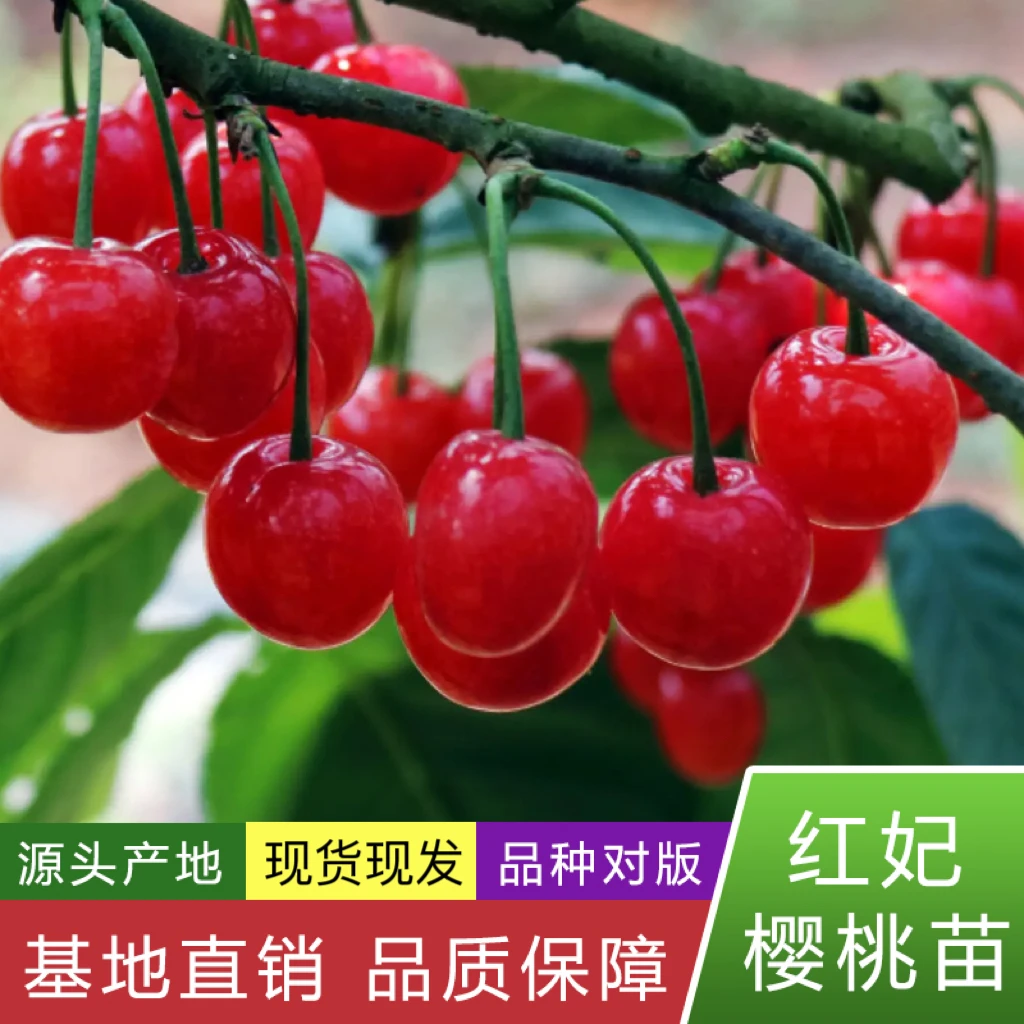 夕飞【鸡心，红妃，玛瑙红樱桃】适合盆栽地栽庭院种植容器苗移成活高