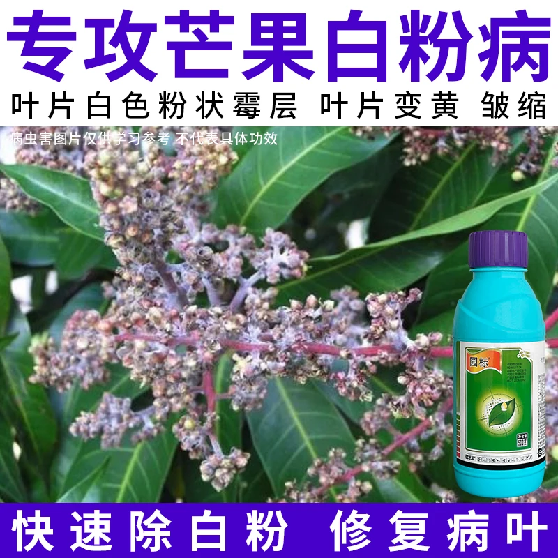 【芒果白粉病速治】50%硫磺白粉病疮痂病小麦黄瓜果树农药杀菌剂
