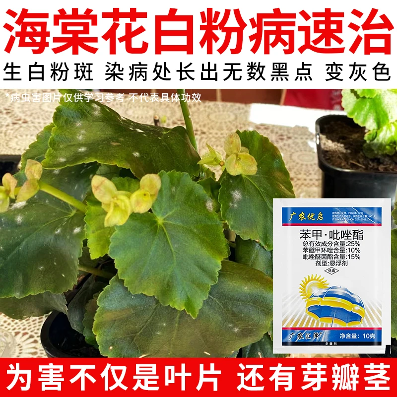 【海棠花白粉病速治】四季海棠叶片白粉状皱缩变小畸形速效杀菌剂