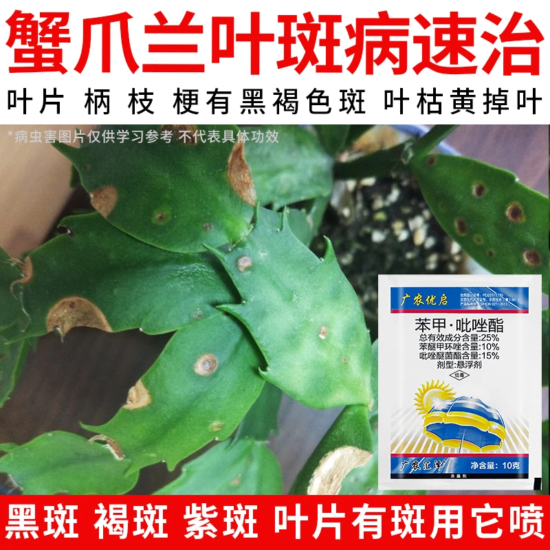 【蟹爪兰叶片有斑黑斑褐斑速治】叶尖枯焦黄干叶防治白粉病炭疽病