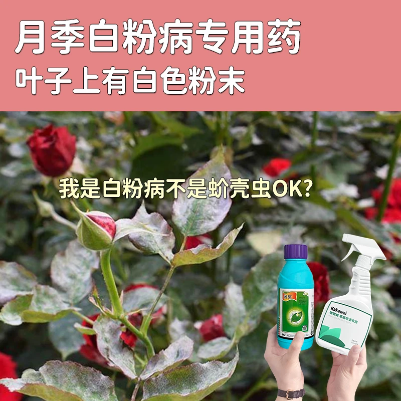 【月季白粉病专用药】月季叶片嫩梢花蕾花梗有白色粉末状花卉杀菌剂