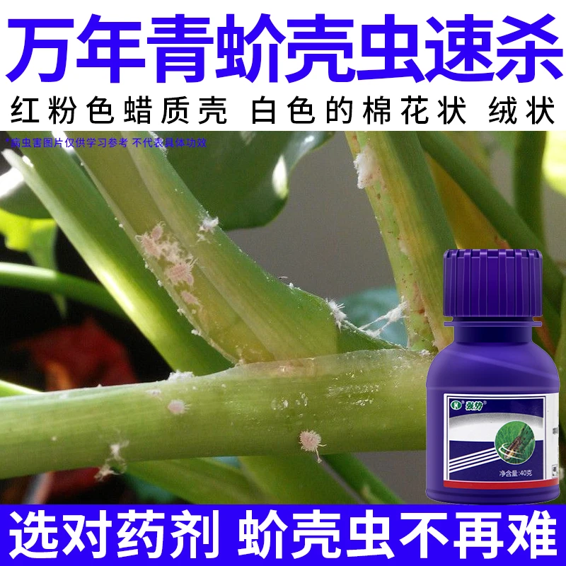 【万年青蚧壳虫速杀】蚜虫小黑虫飞虱白粉虱天牛园艺绿植杀虫剂