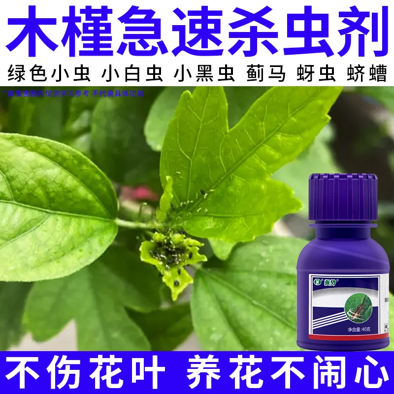 【木槿蚜虫速杀】郁金香小绿虫蚧壳虫小黑虫蓟马飞虱专效杀虫药