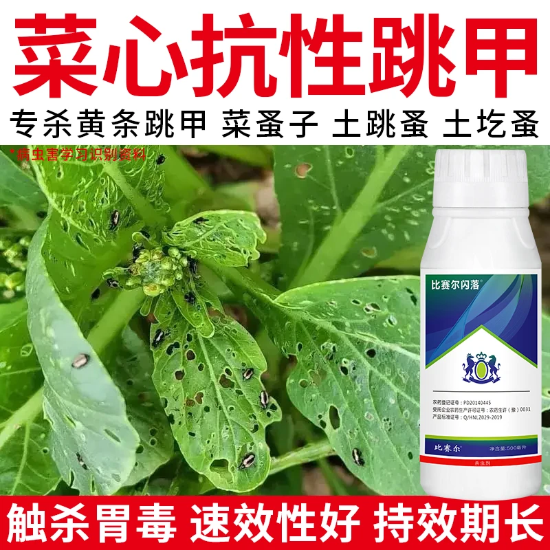 菜心跳甲专用药联菊啶虫脒黄条白粉虱跳蚤抗性跳甲高效农药杀虫剂