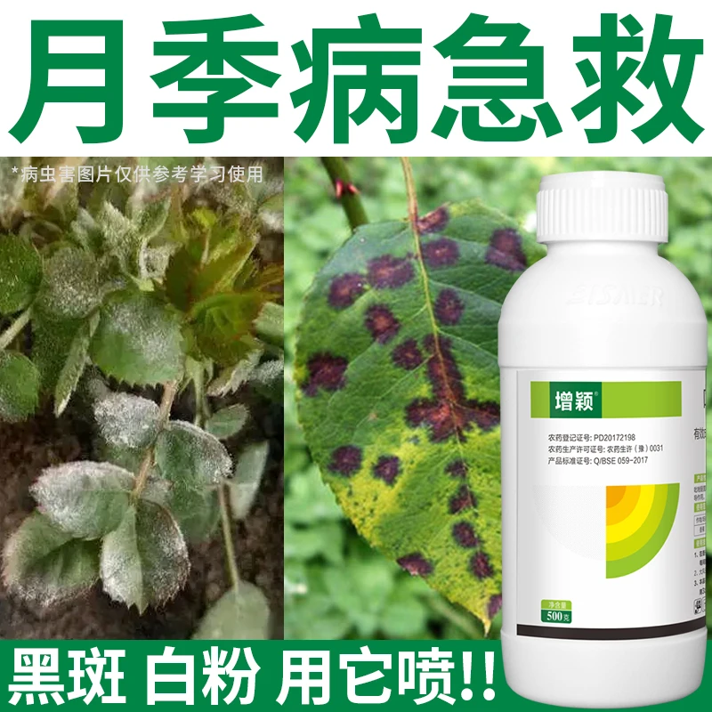 月结黑斑病白粉病速治药玫瑰蔷薇兰花黄叶枯枝有白色粉层锈病杀菌
