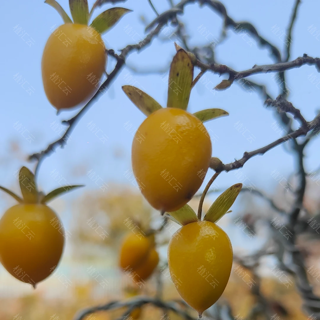 盆景直播间一物一拍，单拍无效