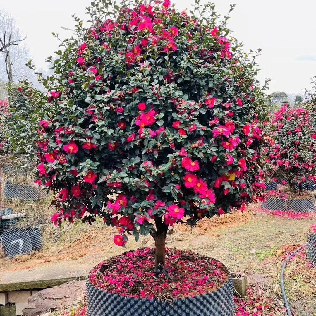 茶梅立寒财神丹玉小桃红朝仓乙女昭和之荣耐寒抗旱四季常青茶花