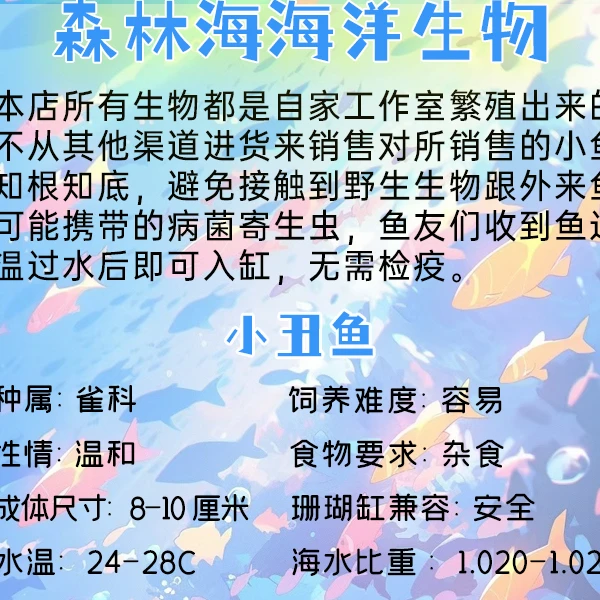 海水小丑鱼10条精品【海缸】