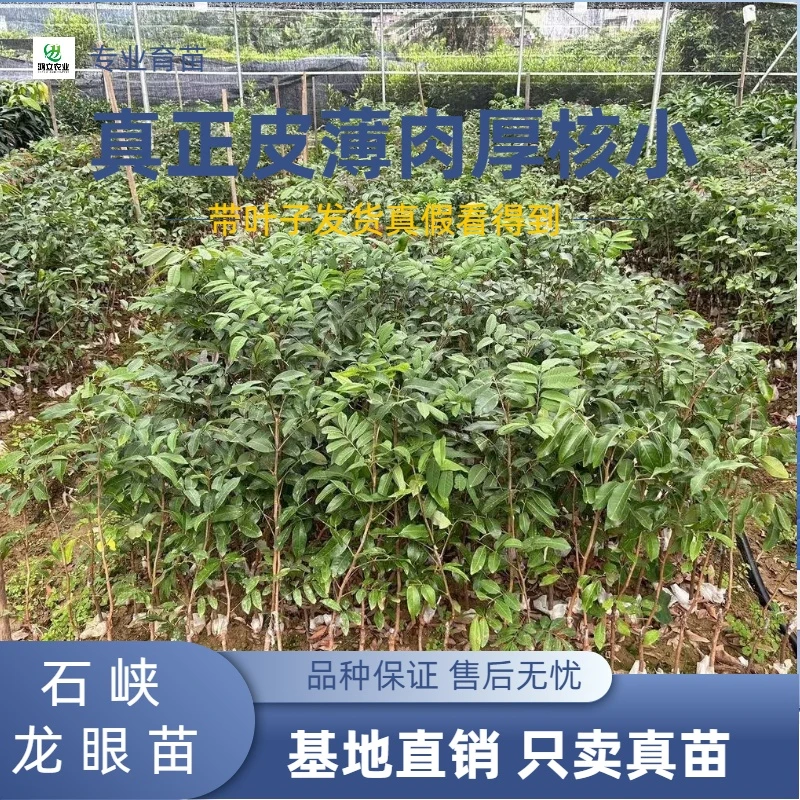 嫁接龙眼桂圆苗红皮龙眼苗四季龙眼苗石峡储良苗庭院种植盆栽阳台
