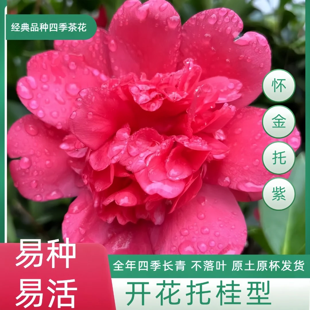 一物一拍 四季茶花树苗 易种 易活 循环开花 叶子四季长青
