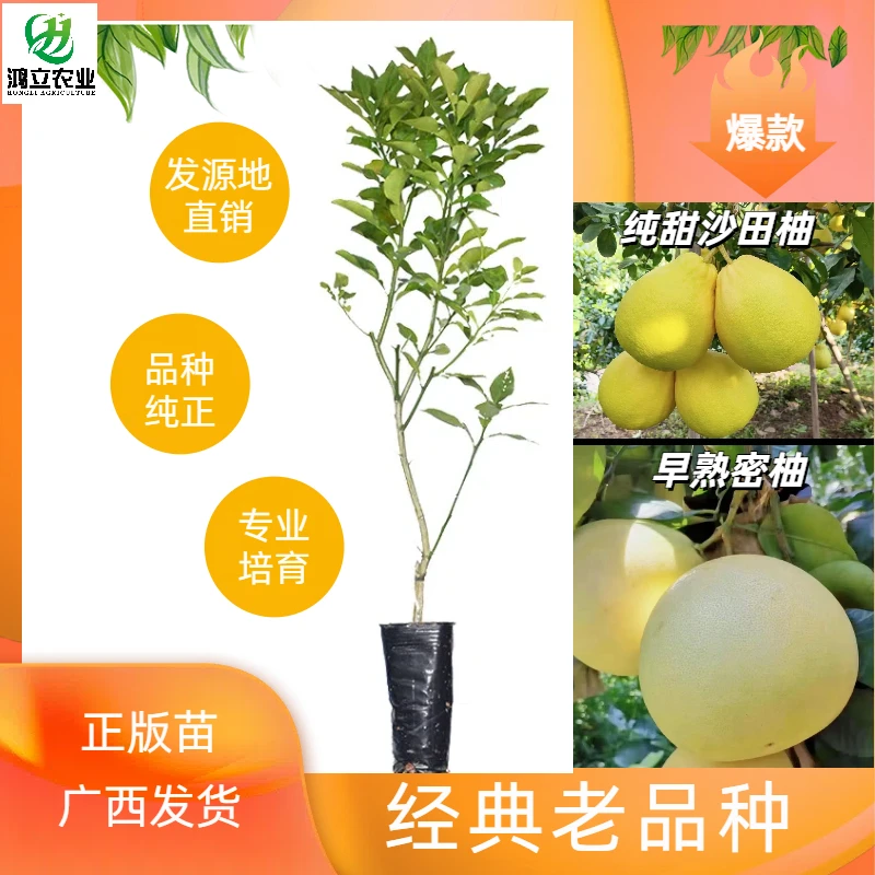 原产地发货正宗嫁接沙田柚桂柚红肉白肉苗盆栽地栽南北方可种植