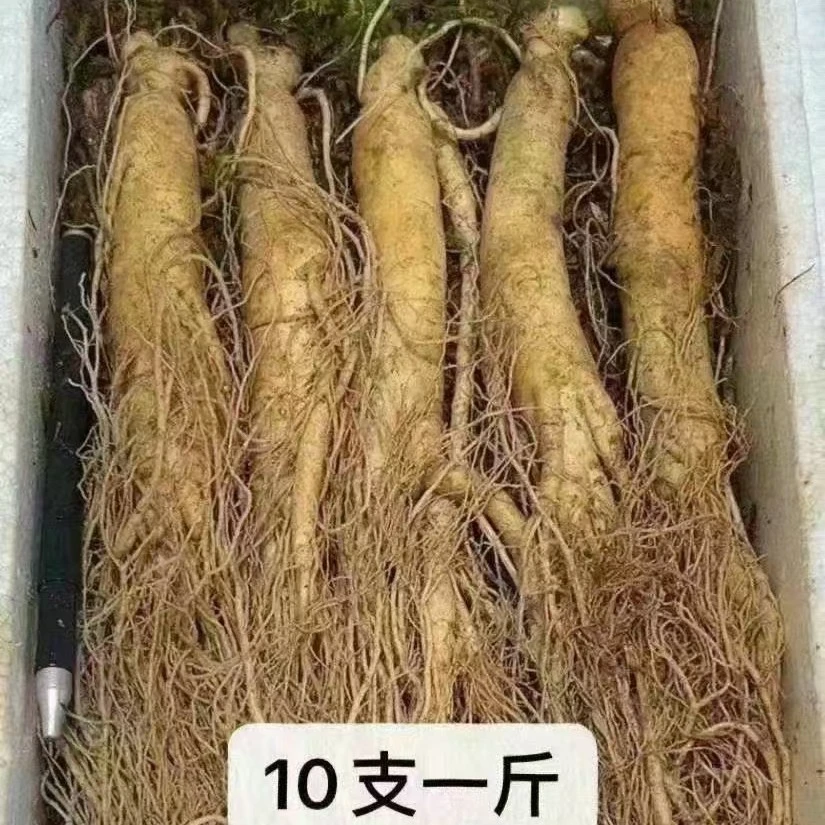 长白山鲜人参10根一斤   500克