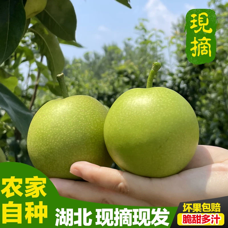 湖北农家自种酥脆梨青皮梨酥翠一号应季脆甜多汁精选果3斤5斤9斤