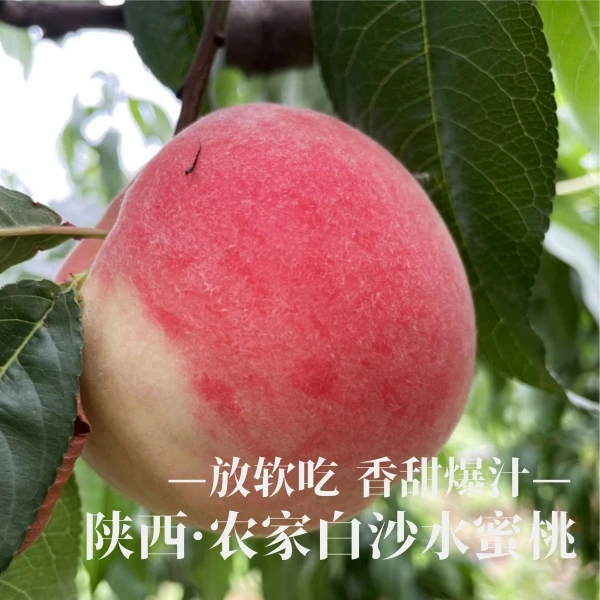 【农家水蜜桃】一桃两吃脆甜爽口香甜爆汁羊粪浇灌现摘京东4.5斤