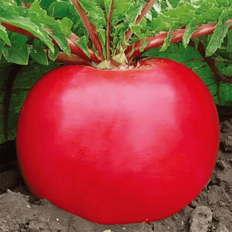 【满5元包邮】大红袍萝卜种子红太阳萝卜种籽秋季红皮春不老易种