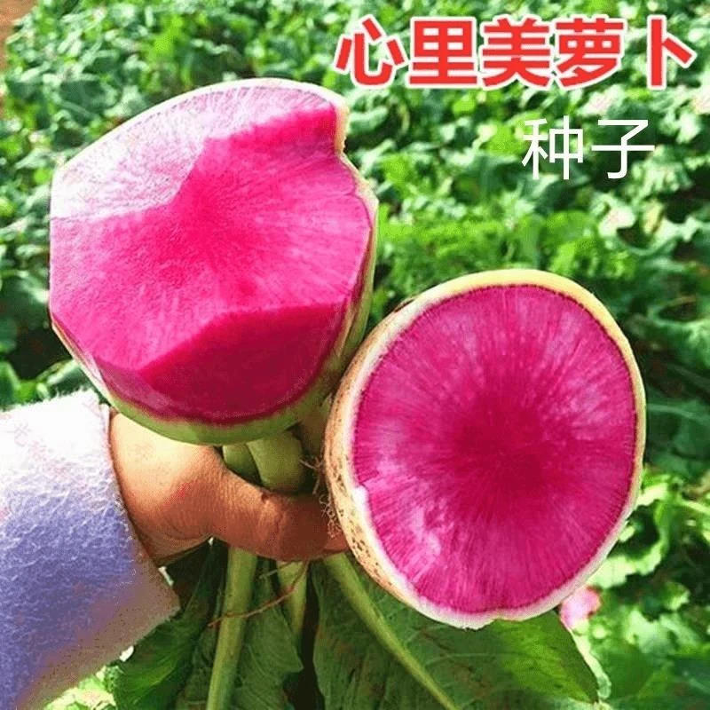 【满5元包邮】心里美红心萝卜种子籽孑四季耐热耐寒高产红紫心萝