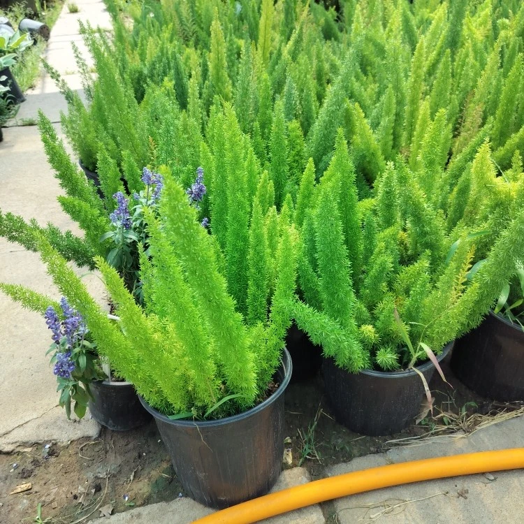 九狐盆栽植物庭院花园阳台绿植四季常青植物