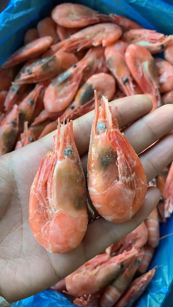 【粉丝浮力海藻头】净重三斤北极甜虾24年新虾
