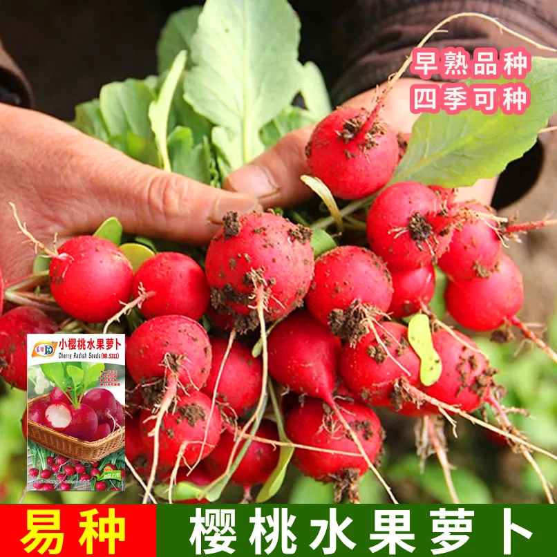 樱桃萝卜种子红水果萝卜水萝卜小院厂家直销种植四季蔬菜简单发芽