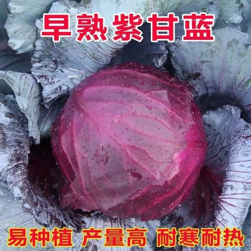 早熟紫甘蓝种子四季结球包心紫白菜种籽易种耐寒孢子卷心蔬菜种籽