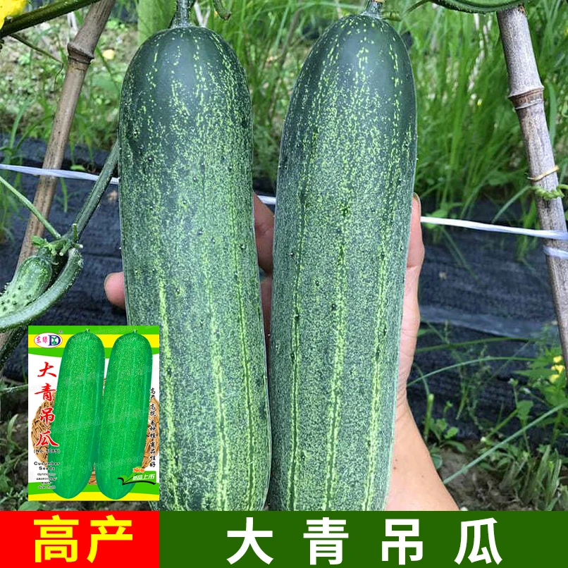 大青吊瓜蔬菜种子花青大吊瓜油绿大黄瓜种籽易种植高产农家