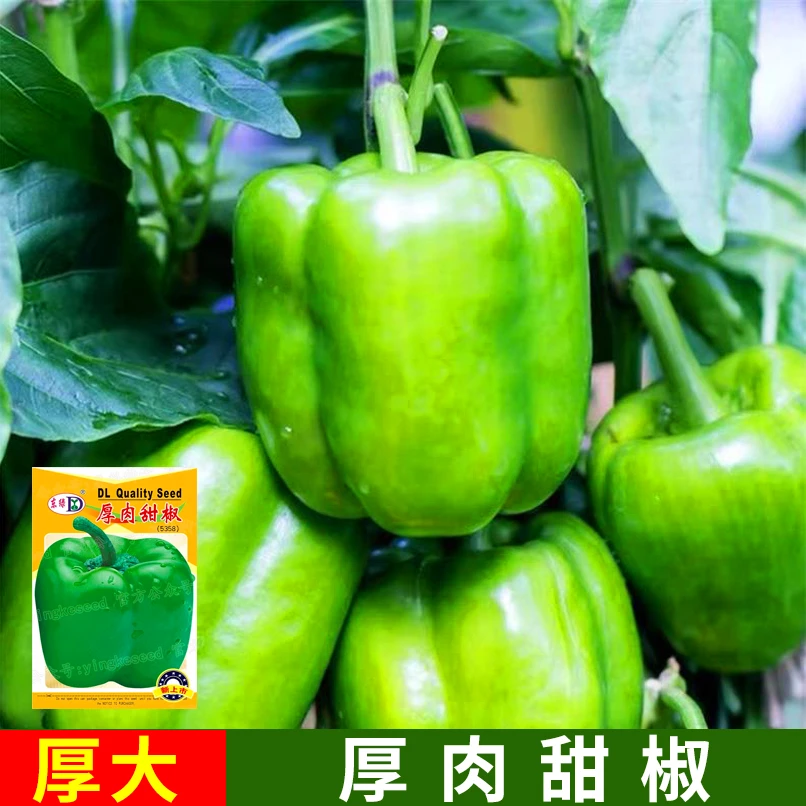 厚肉特大青椒辣椒不辣圆椒苗秧春季夏秋蔬菜灯笼椒大彩椒西红柿子