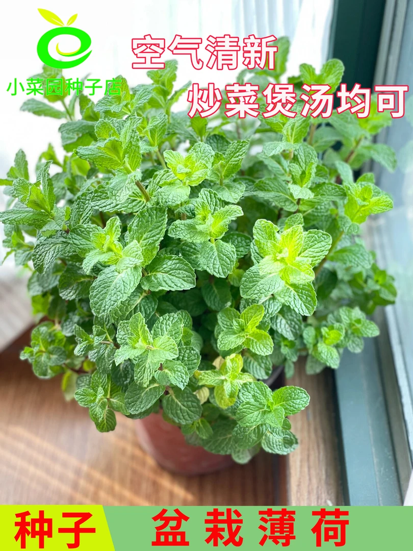 食用薄荷种子【驱蚊驱虫】柠檬多年盆栽卧室阳台桌摆好养四季绿植种