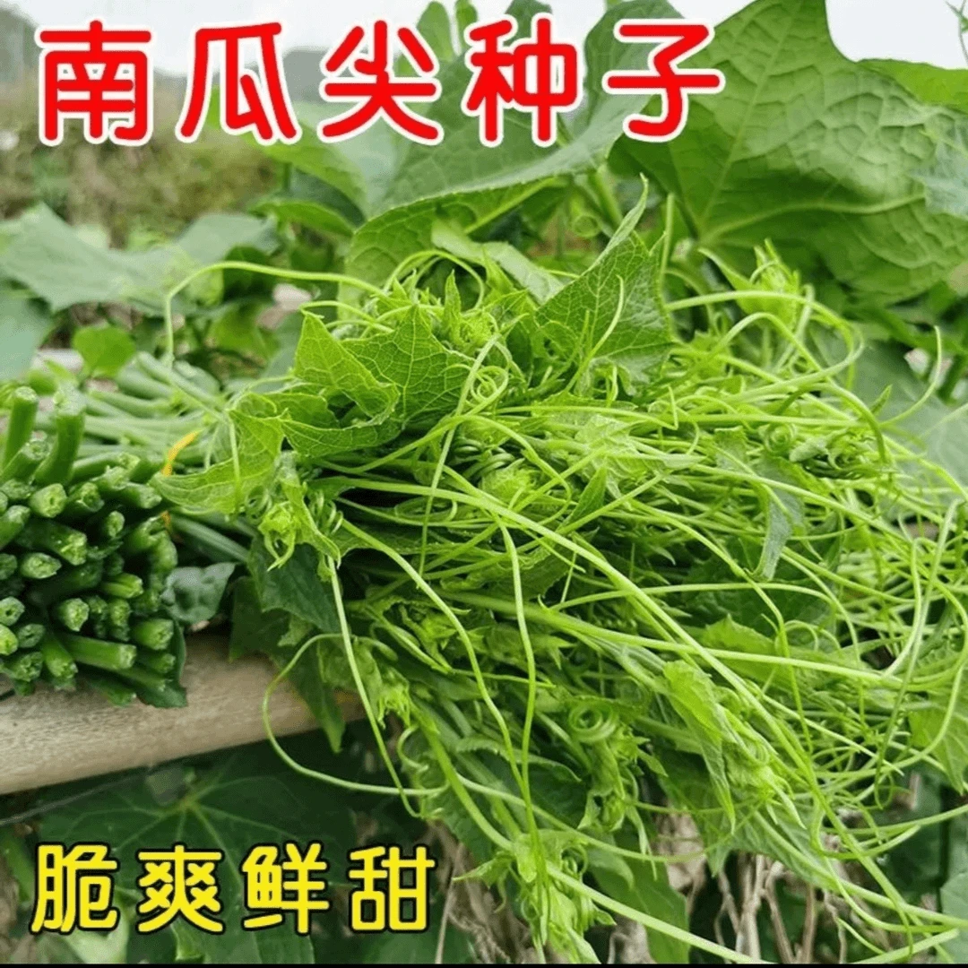 专吃南瓜藤种子春季播种蔬菜种子南瓜尖苗茎嫩叶瓜果种子