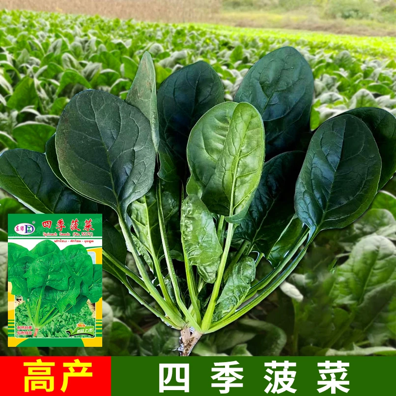 菠菜种子蔬菜耐热大圆叶籽种铁阳台种籽抗热菜种盆栽种植厂家直销