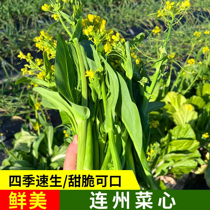 连州菜心种子甜菜心菜苔蔬菜广东四九菜心耐寒甜脆高产种植先生