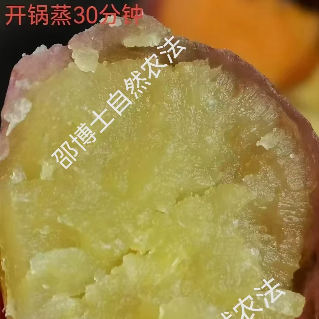 邵博士自然农法 生态红薯 | 基地直发
