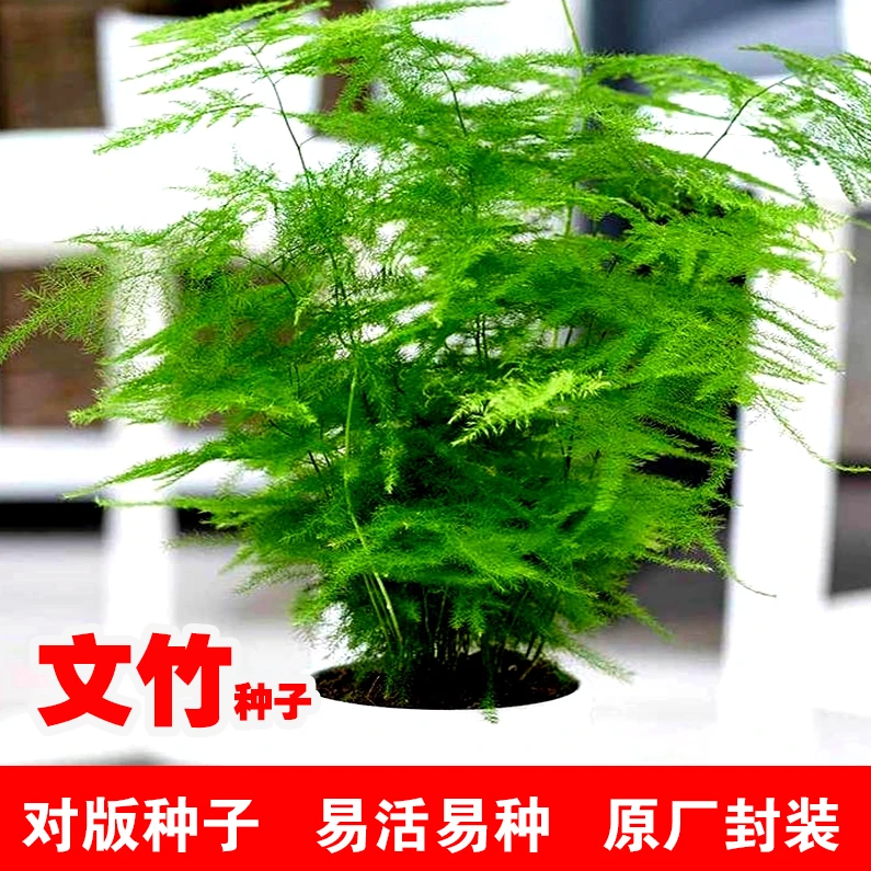 文竹种子观叶观赏植物耐阴耐寒阳台室内外四季盆栽花卉种籽
