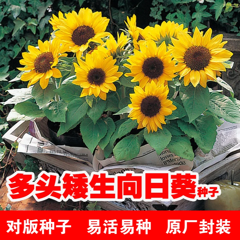 【爱慕与光辉】多头矮生向日葵花籽种子四季观赏室内外阳台盆栽花籽