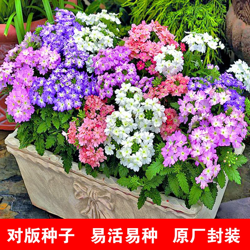 美女樱种子见土就活花种美人樱盆栽四季绣球美女樱花籽室内外观赏