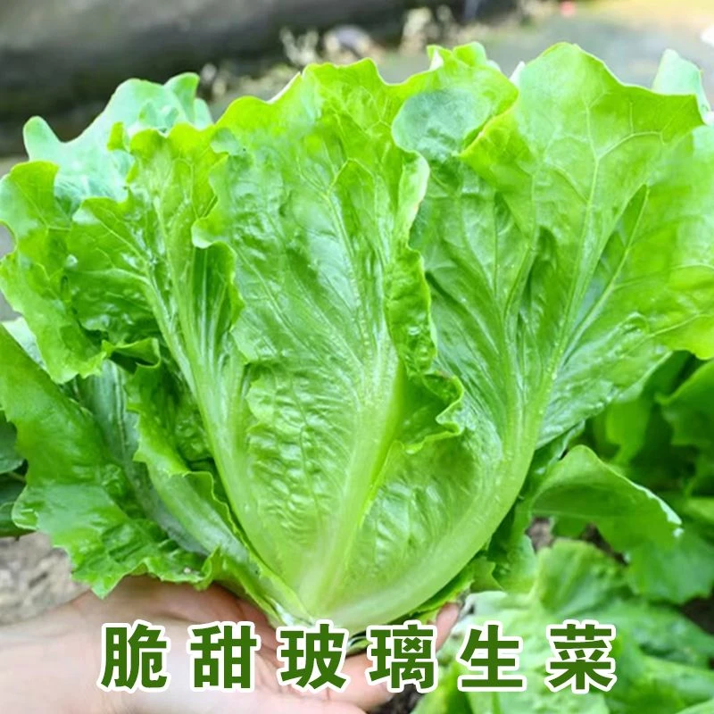 抗病玻璃生菜种子正宗意大利生菜汉堡高产脆甜奶油生菜水培生长