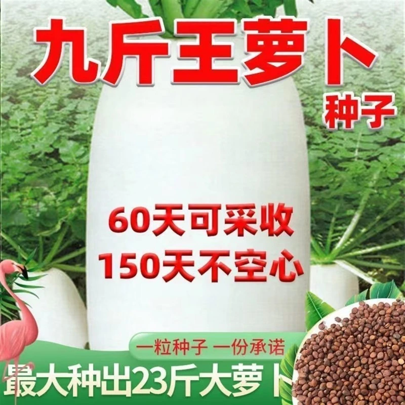 九斤王种子白萝卜种籽蔬菜种子不空心春不老种子特大四季秋季播种