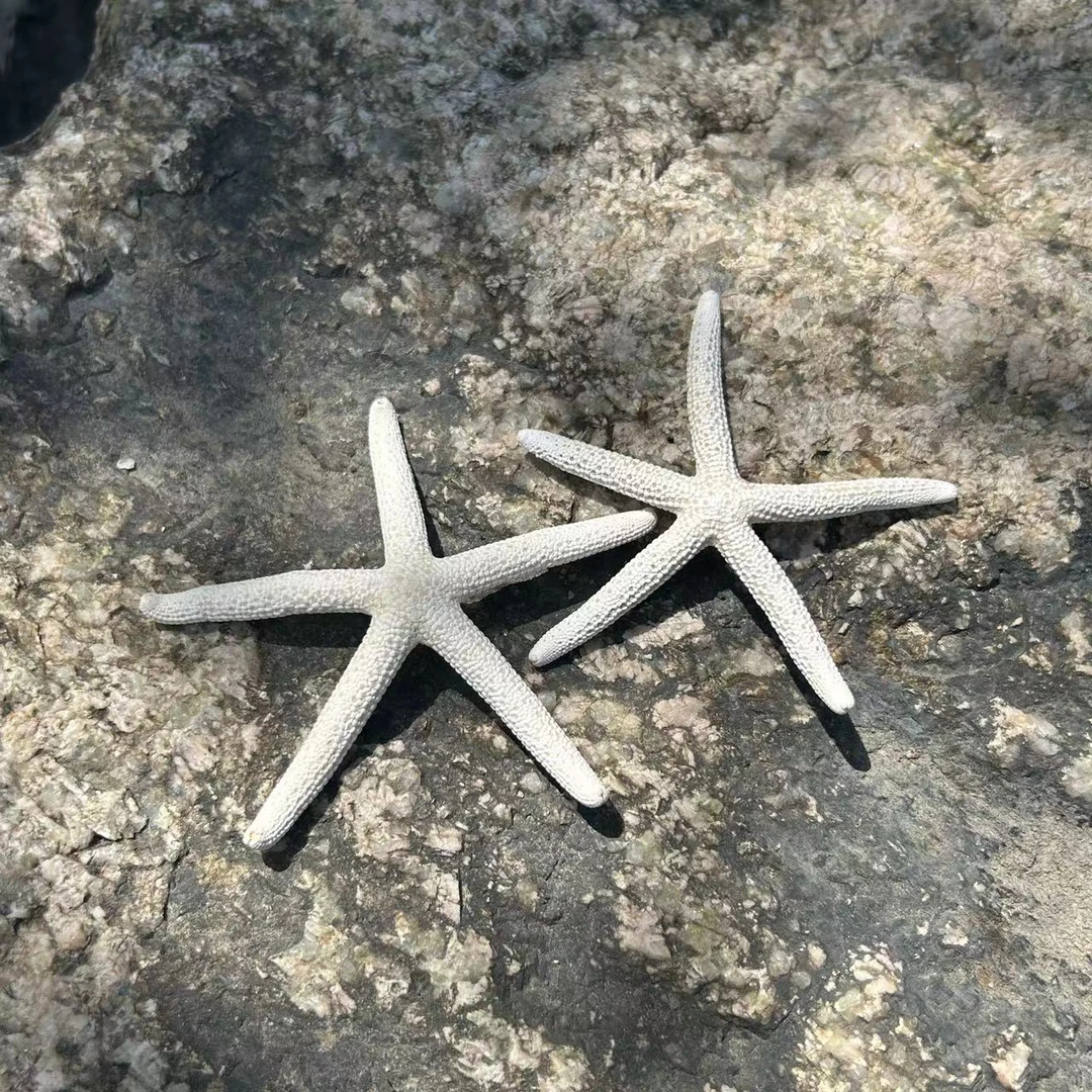 【天然海星】海螺贝手指壳海星手工DIY摆件