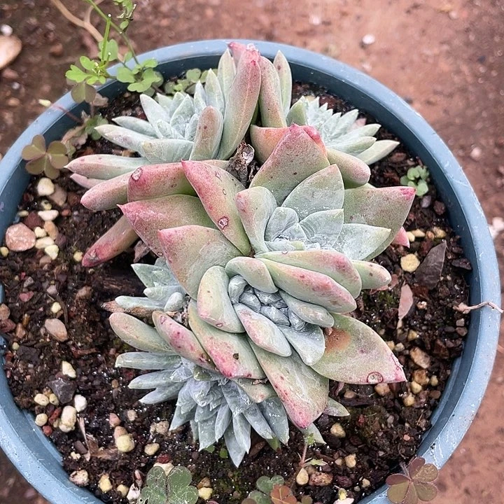 哈哈哈哈苹果拇指0418苹果叶