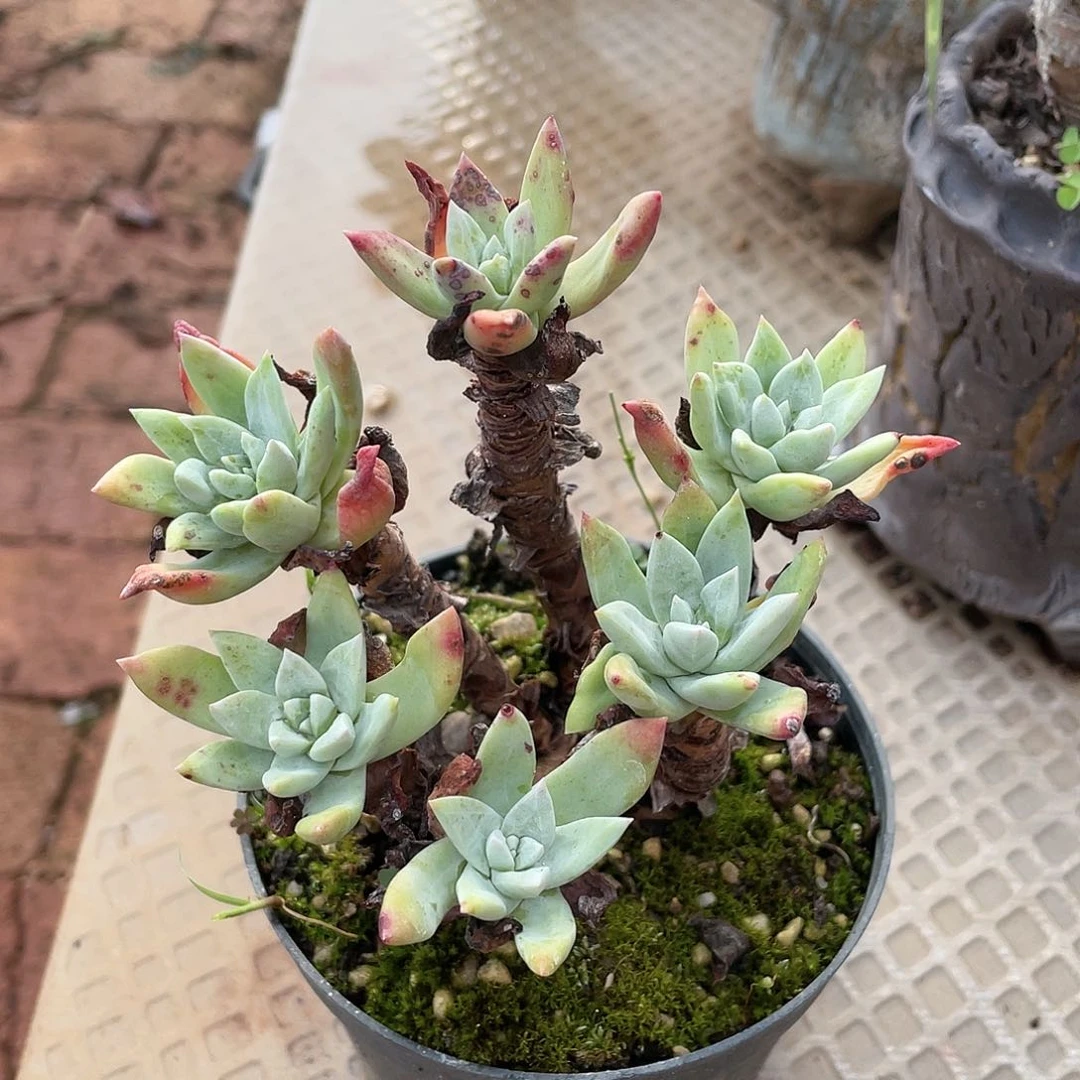 0082除霜苹果叶仙女杯